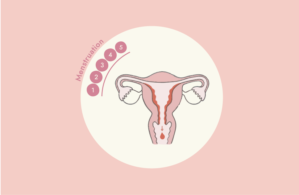 MENSTRUATION (Days 1-7)