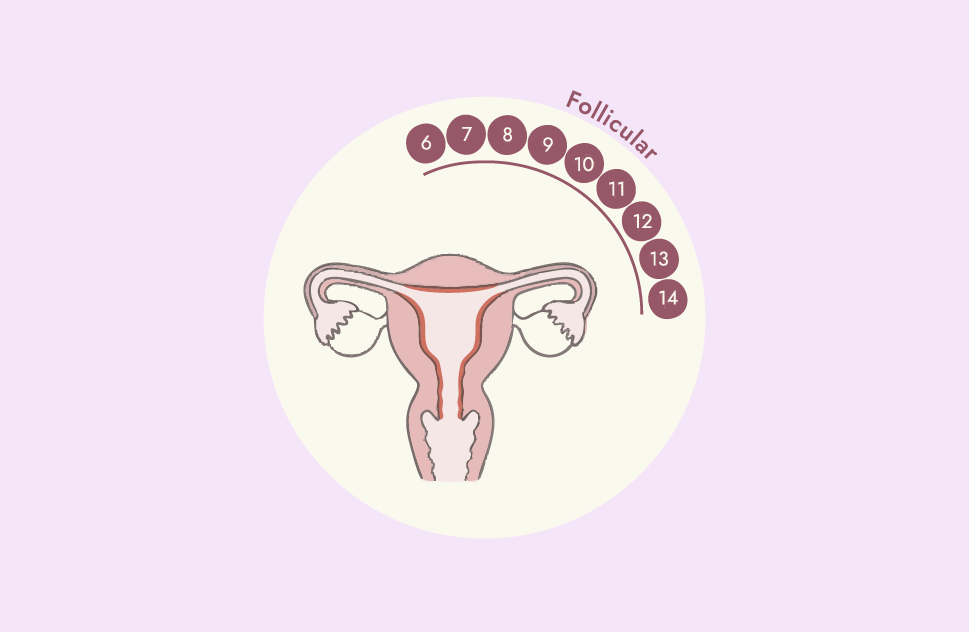 FOLLICULAR (Days 1-14)