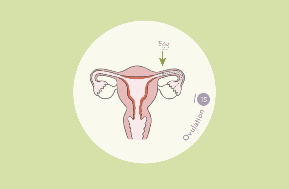 OVULATION (Days 12-16)