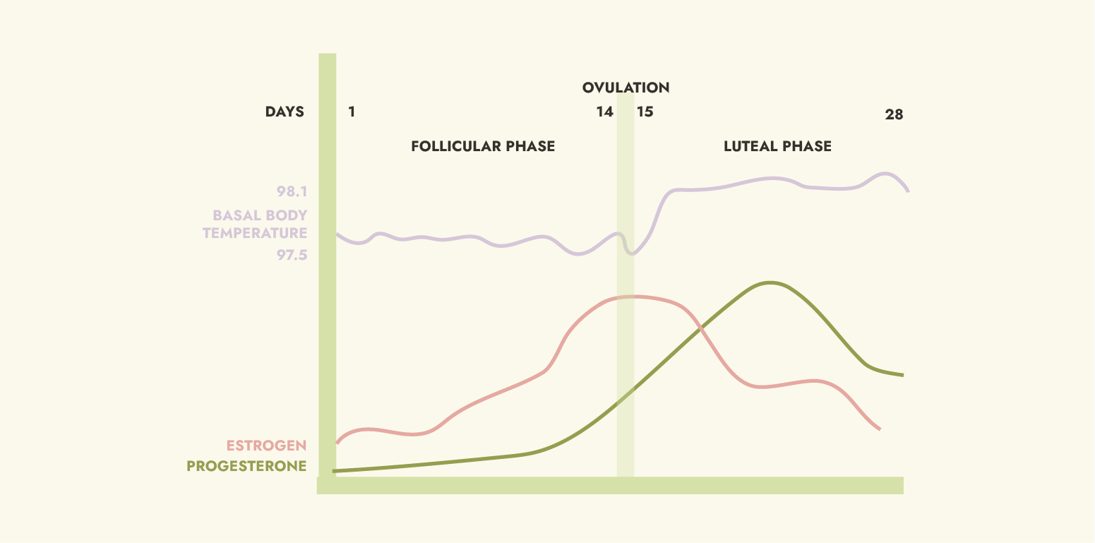 Why your menstrual cycle is a key component to your health