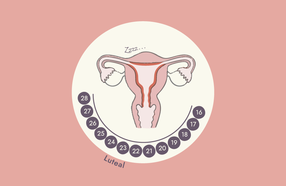Luteal Phase (Days 15-28)